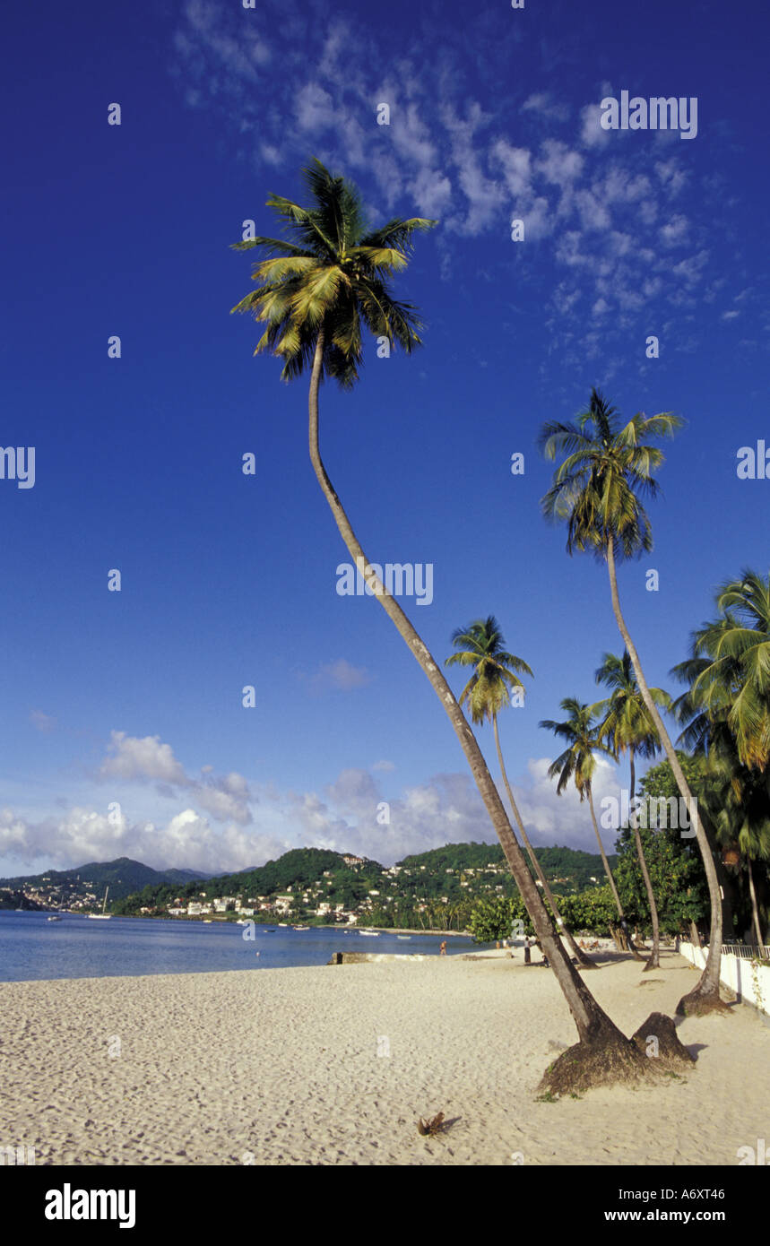 CARIBBEAN, Grenada, Palm trees lining the beach Stock Photo Alamy
