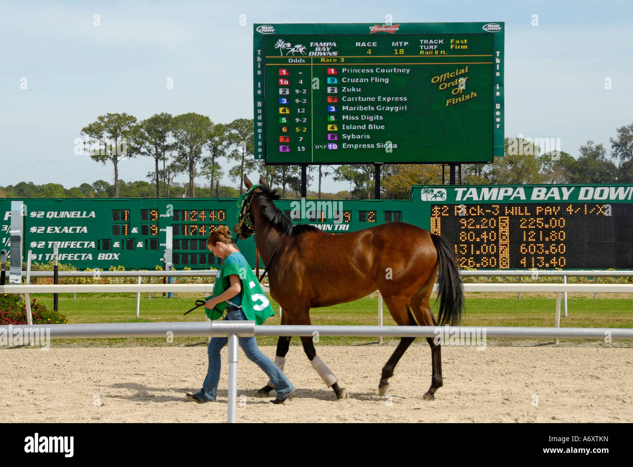 Thoroughbred horse racing Tampa Bay Downs Florida FL Tampa Stock Photo
