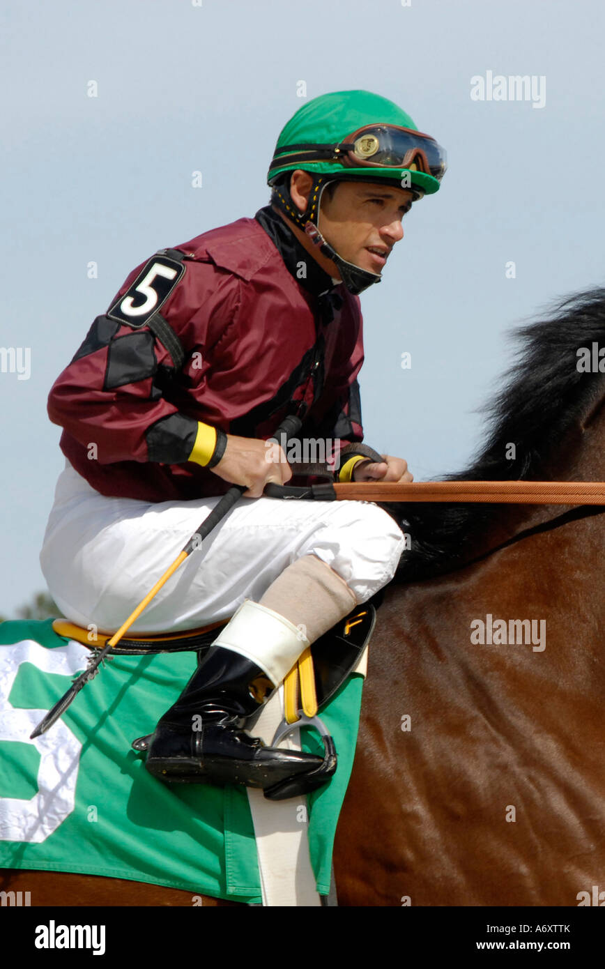 Thoroughbred horse racing Tampa Bay Downs Florida FL Tampa Stock Photo