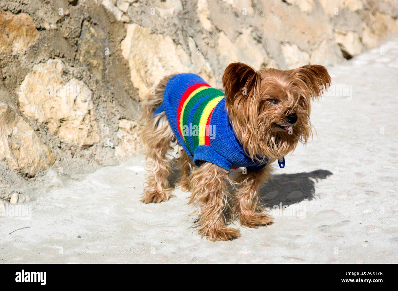 rainbow dog jumper