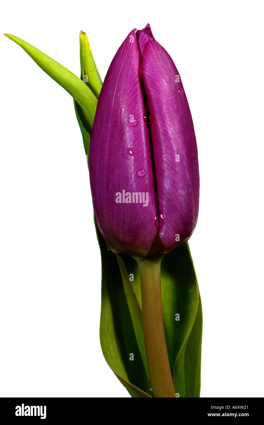 Single purple tulip close up against light background Stock Photo - Alamy