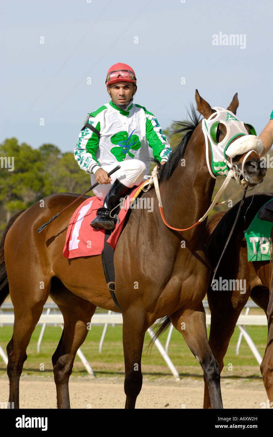 Thoroughbred horse racing Tampa Bay Downs Florida FL Tampa Stock Photo