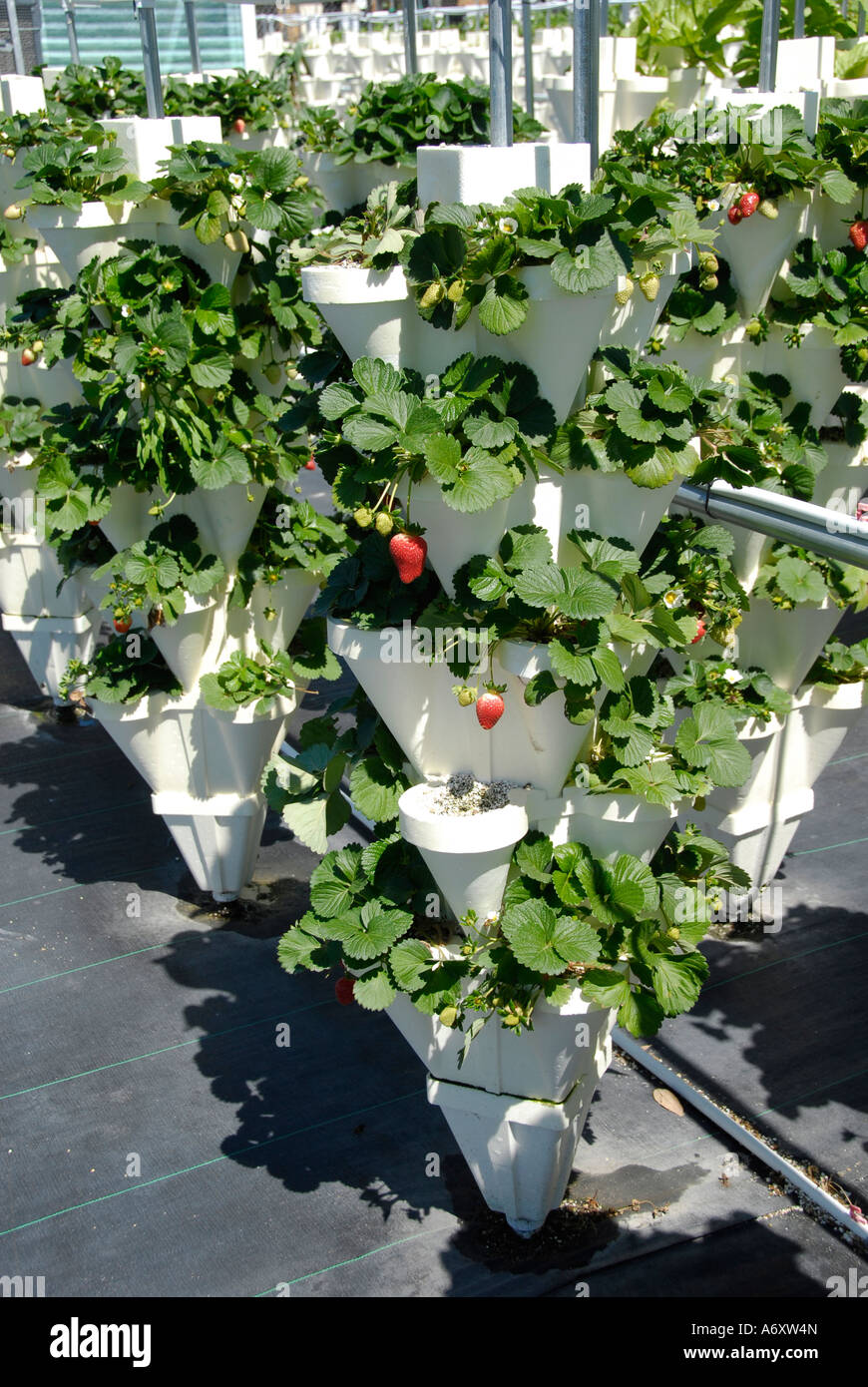 Hydroponics Strawberry Farming in Ruskin Florida Tampa Hillsborough