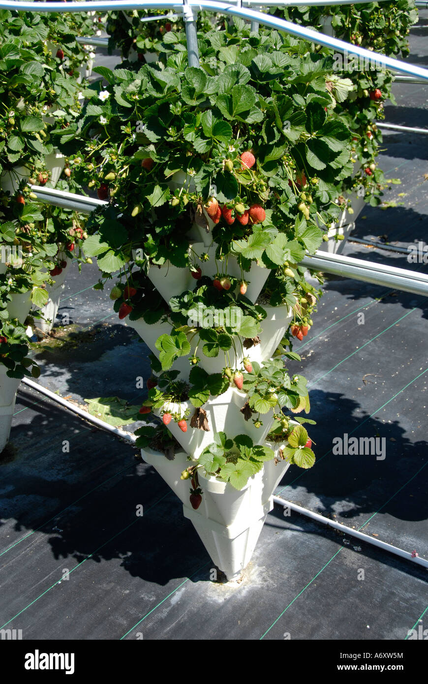 Surberry Hydroponics Strawberry Farming in Ruskin Florida Tampa Hillsborough ...