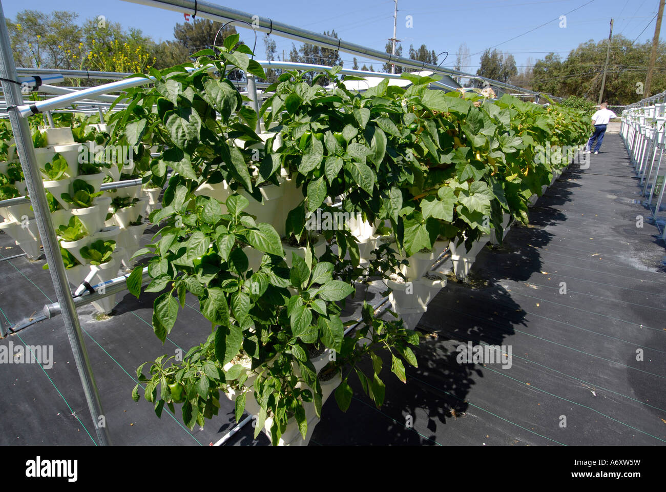 Green Peppers Grow at Hydroponics Farm in Ruskin Florida Tampa