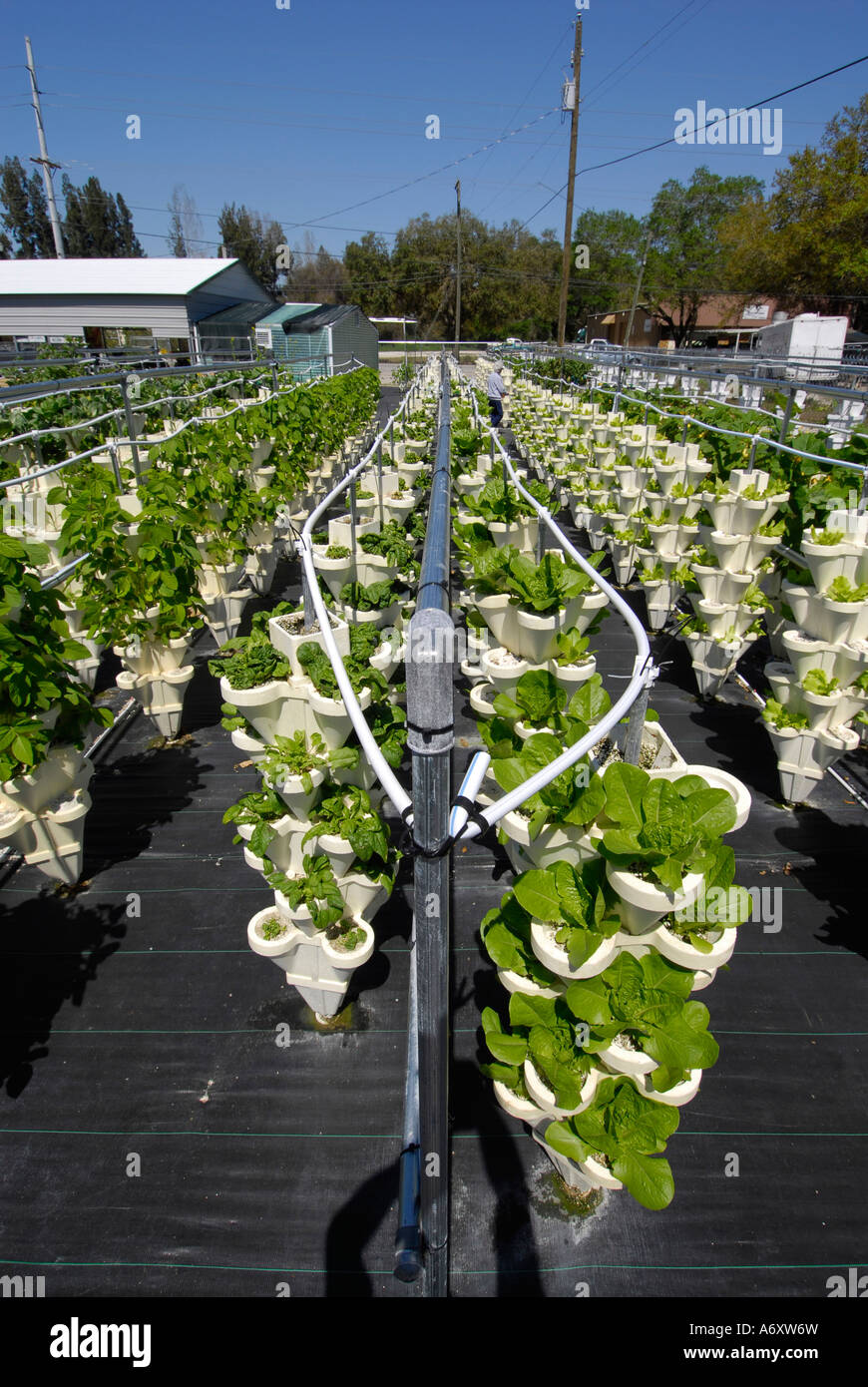 Bibb and Romaine Lettuce Grow at Hydroponics Farm in Ruskin Florida