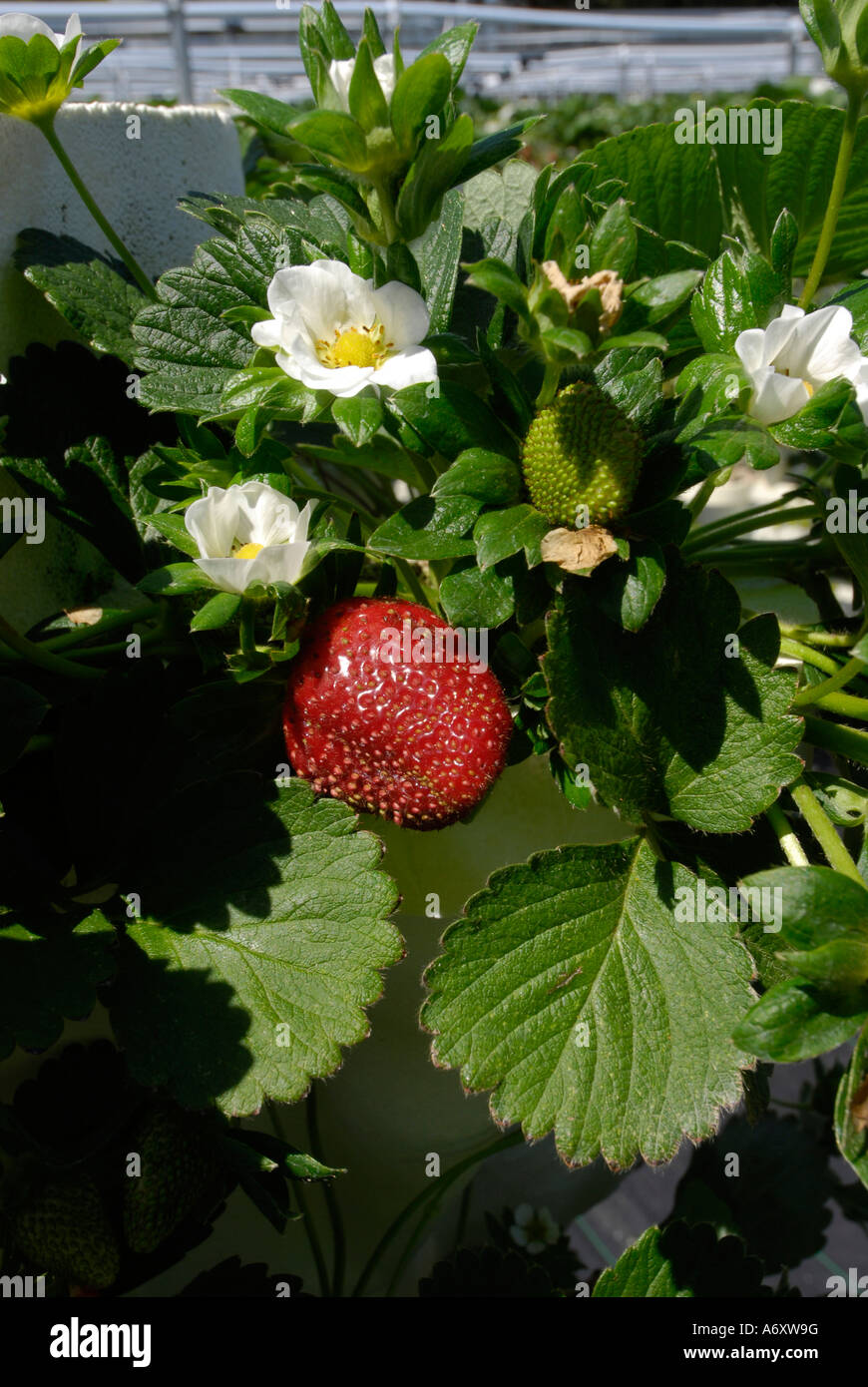 Surberry Hydroponics Strawberry Farming in Ruskin Florida Tampa Hillsborough ...