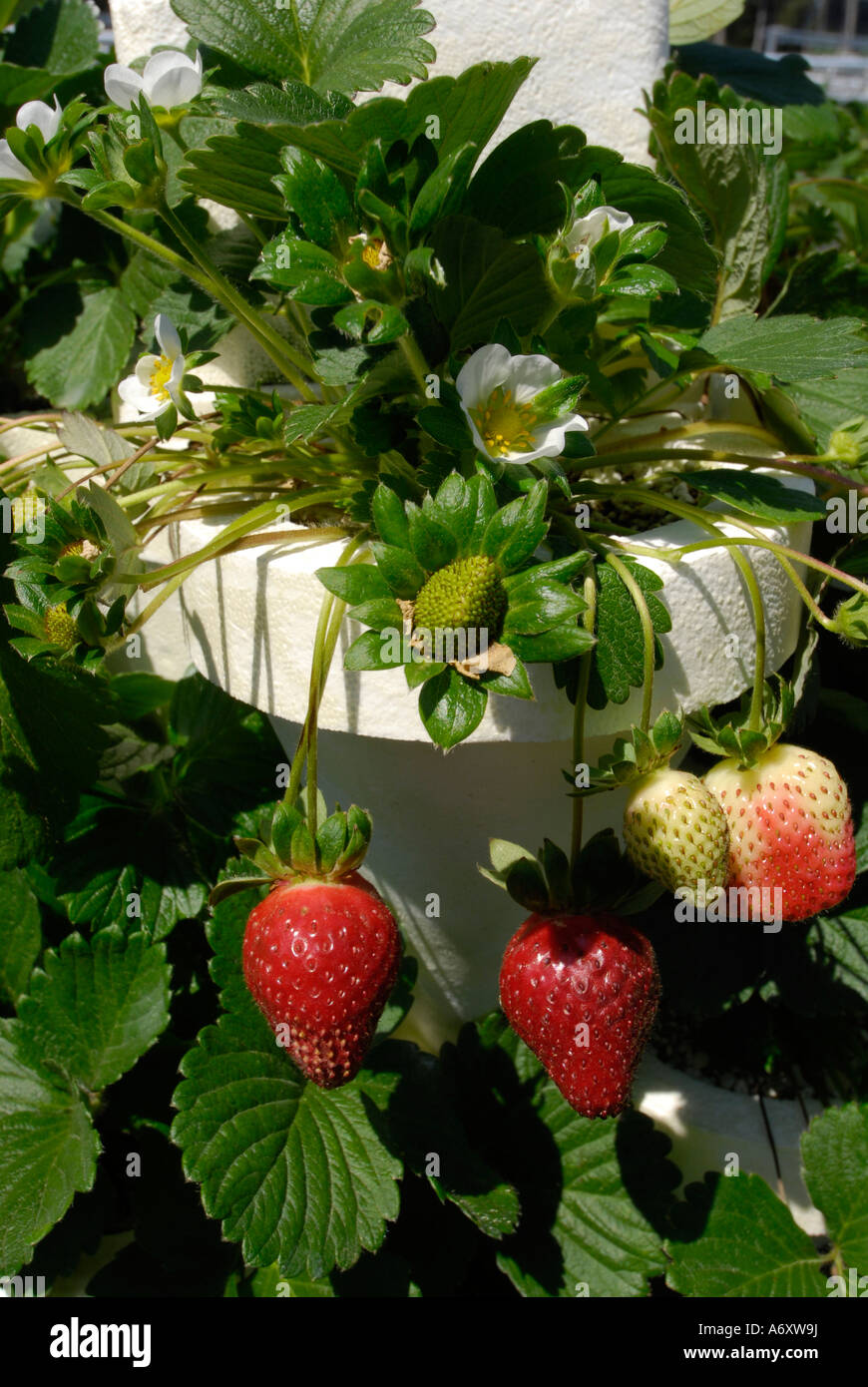 Surberry Hydroponics Strawberry Farming in Ruskin Florida Tampa Hillsborough ...