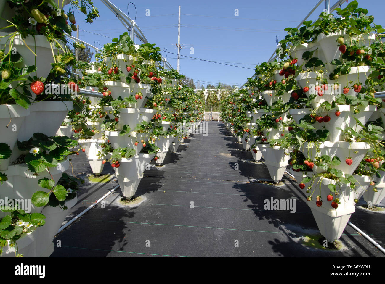 Hydroponics Strawberry Farming in Ruskin Florida Tampa Hillsborough