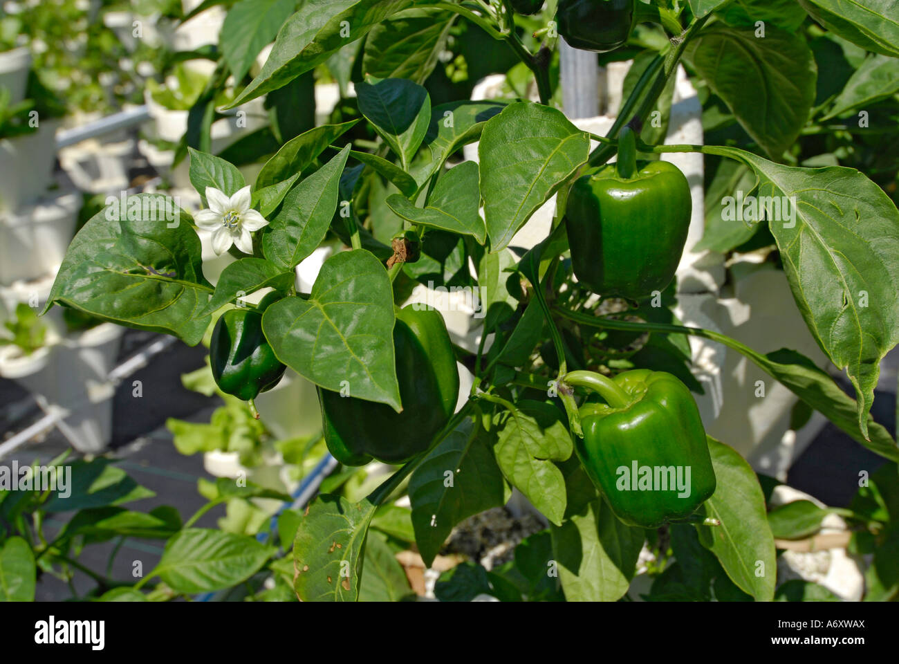 Green Peppers Grow at Hydroponics Farm in Ruskin Florida Tampa