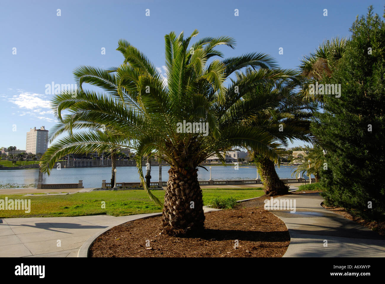 Pineapple palm tree hi-res stock photography and images - Alamy