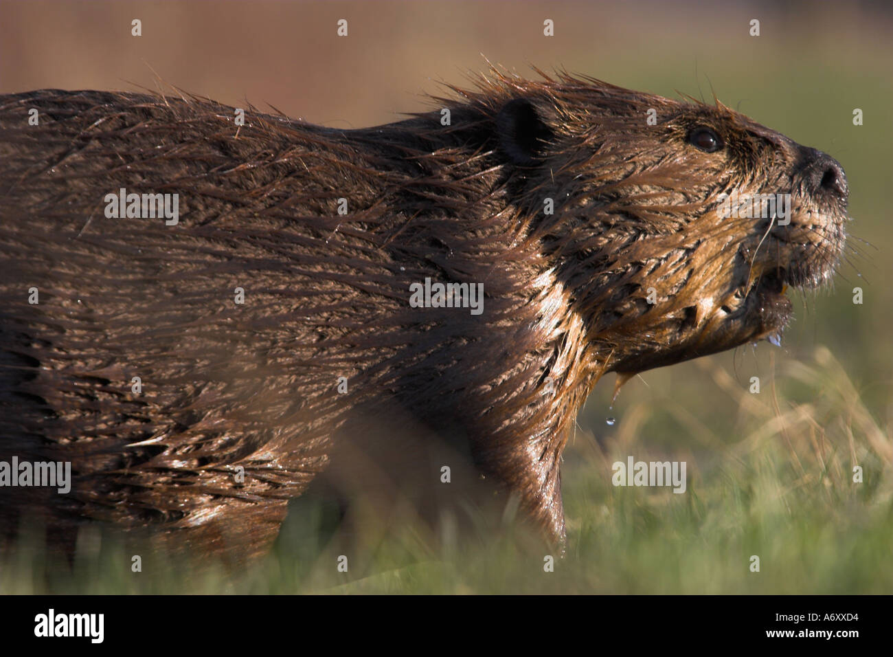 A Canadian beaver steps through the grass in Elk Island Park Alberta