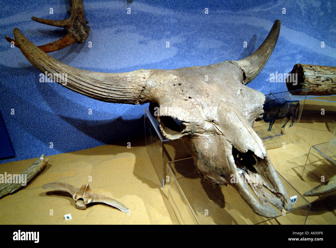 Fossil exhibits in the Dinosaur Isle museum Sandown Isle of Wight Stock