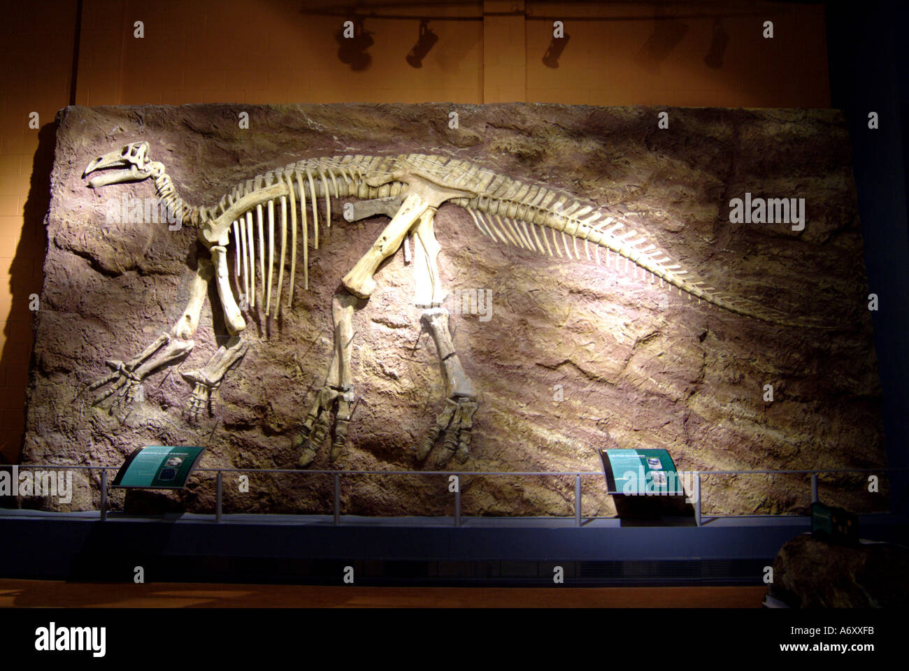 Fossil exhibits in the Dinosaur Isle museum Sandown Isle of Wight Stock