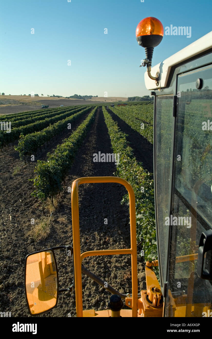 Machine harvesting grapes Stock Photo Alamy
