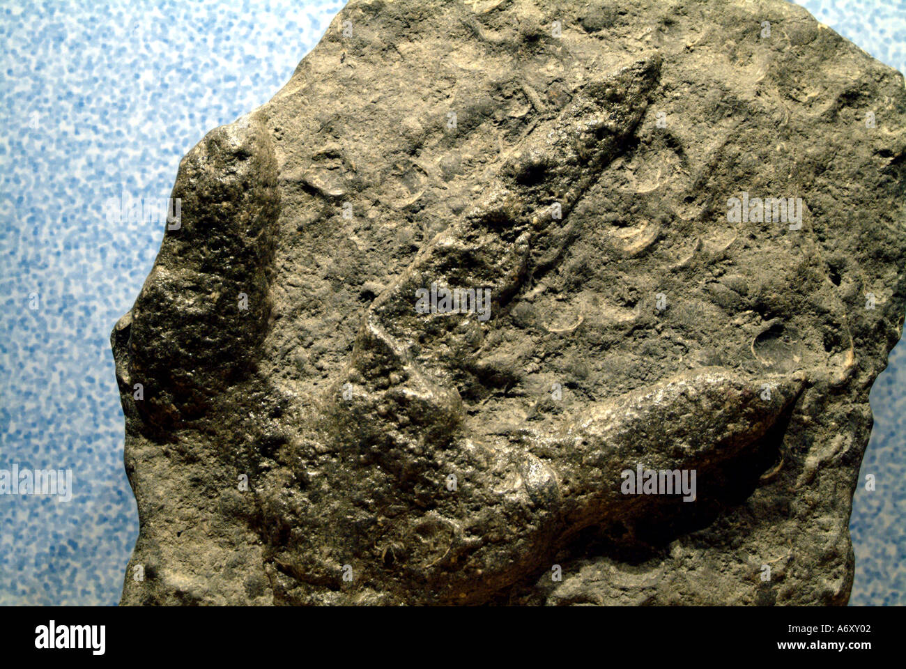 Fossil exhibits in the Dinosaur Isle museum Sandown Isle of Wight Stock