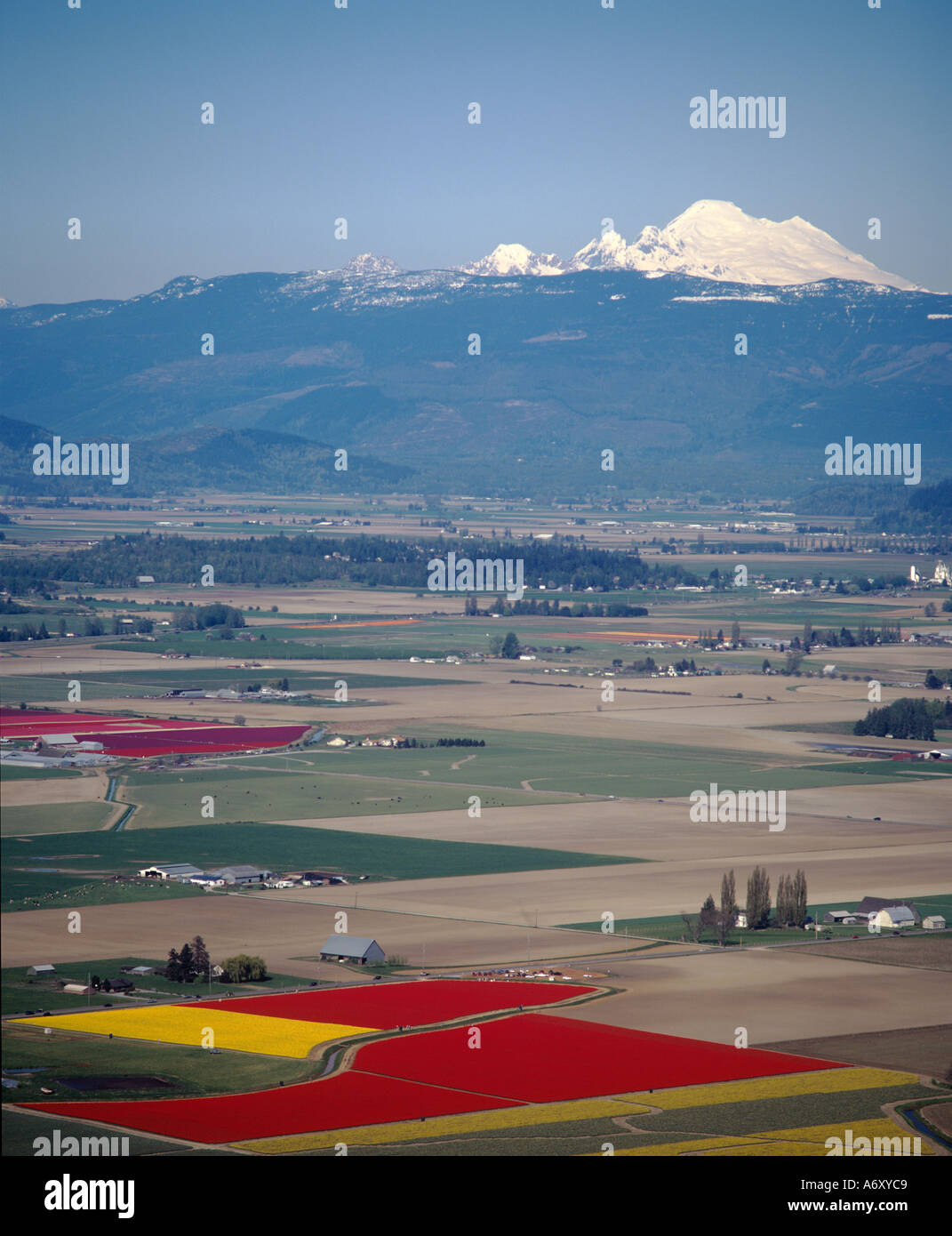 Skagit Valley Washington  tulip fields and Mt Baker in Spring Bloom Stock Photo