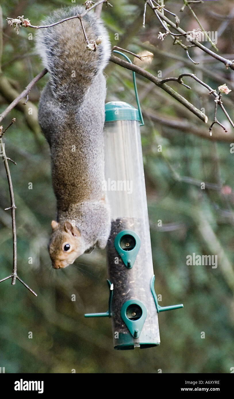 Grey squirrel feasting on sunflowers from garden bird feeder Stock Photo