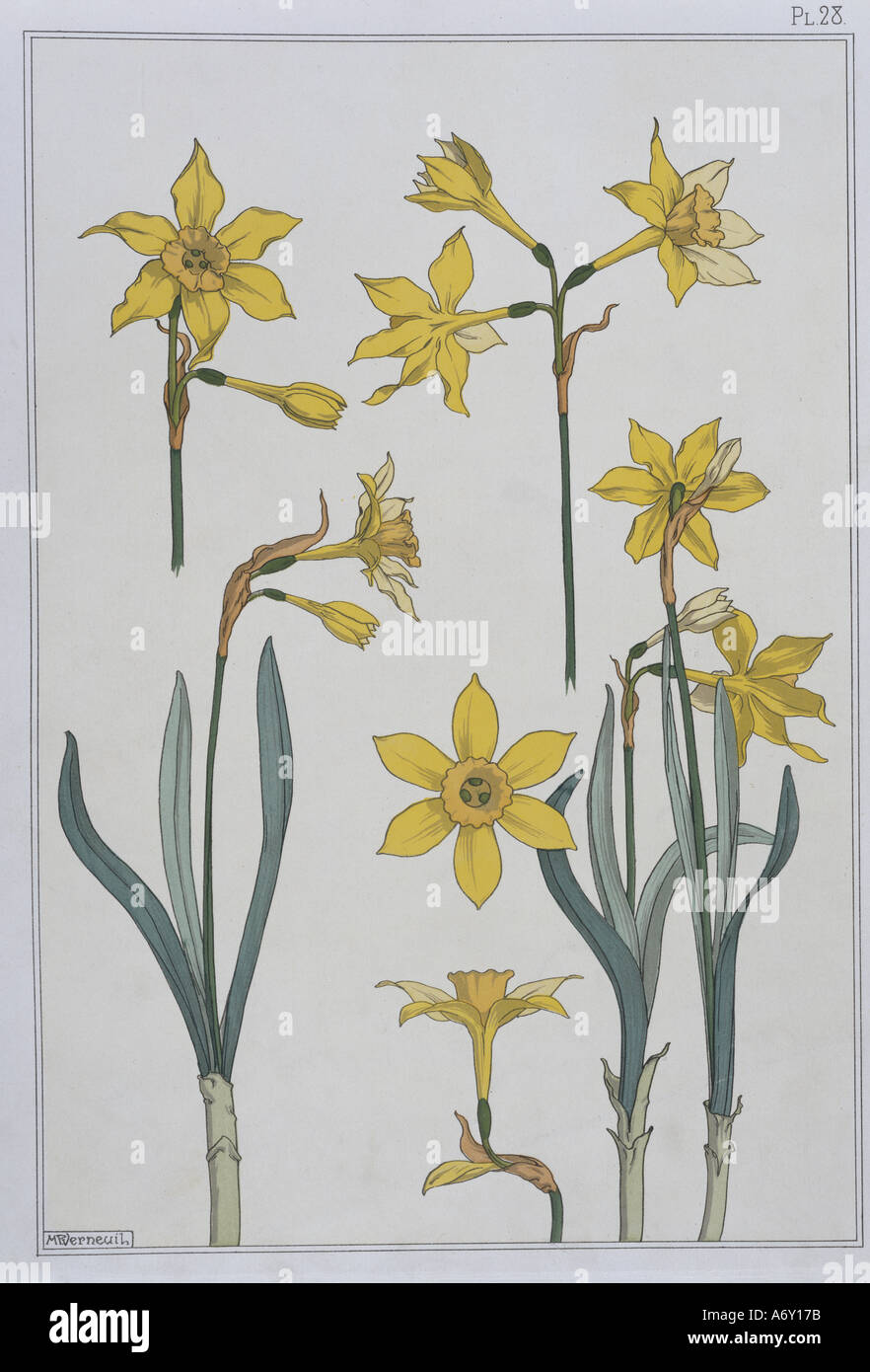 Jonquil flowers hires stock photography and images Alamy