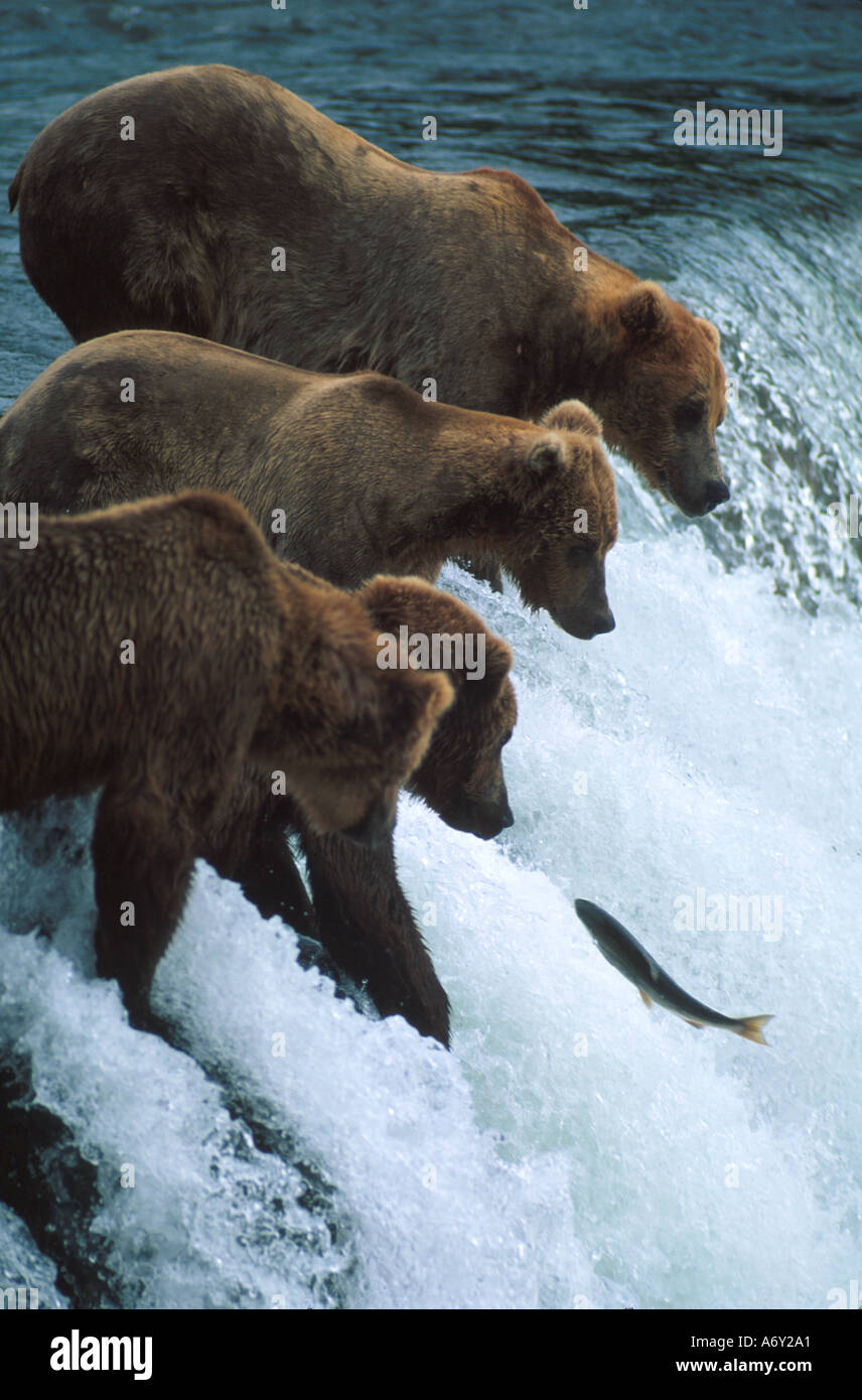 Grizzly Bears Brooks Falls Katmai Natl Park Fishing AK Southwest Summer