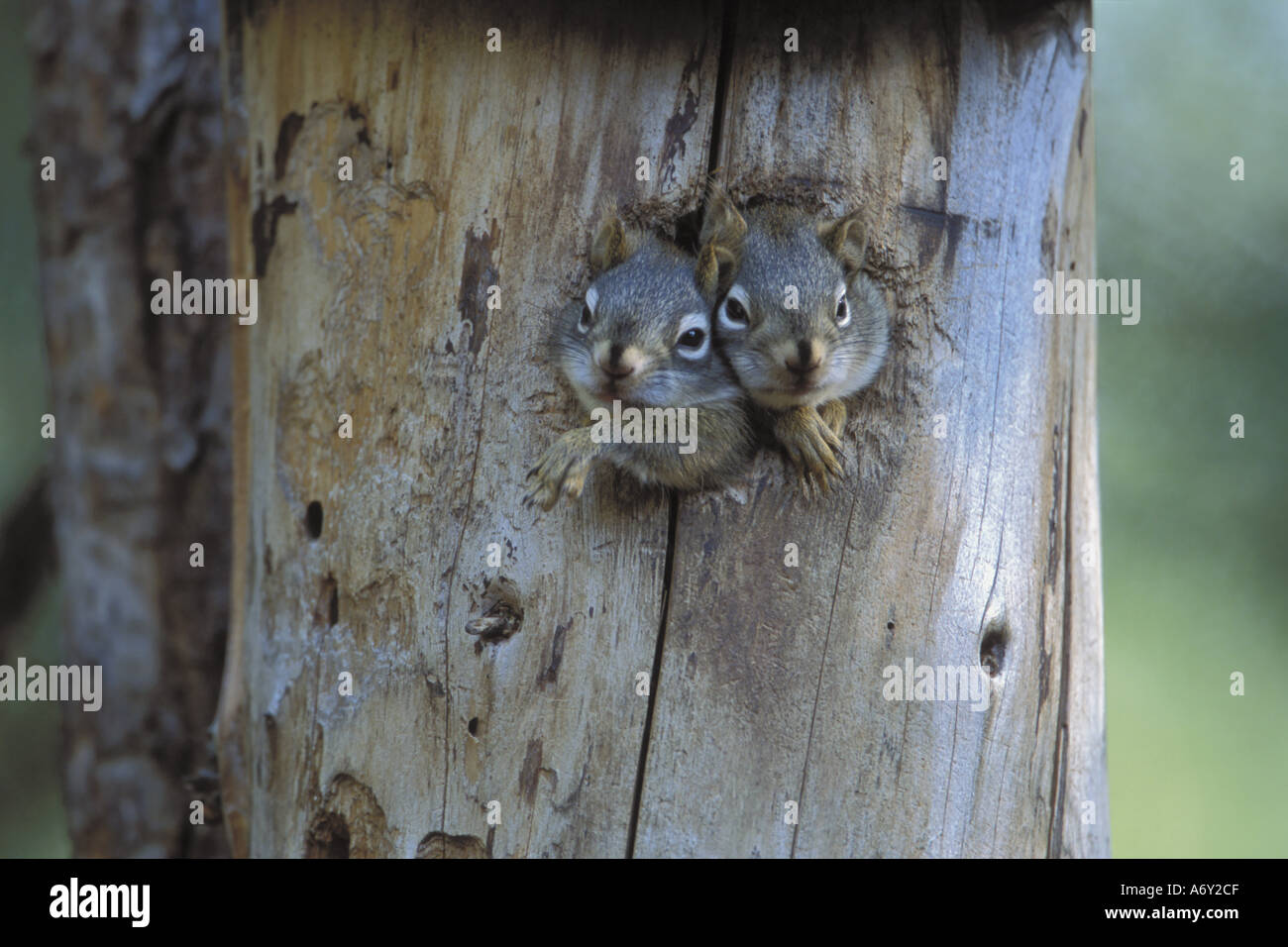 Red Squirrels Looking Out From Den in Tree IN AK Summer Stock Photo