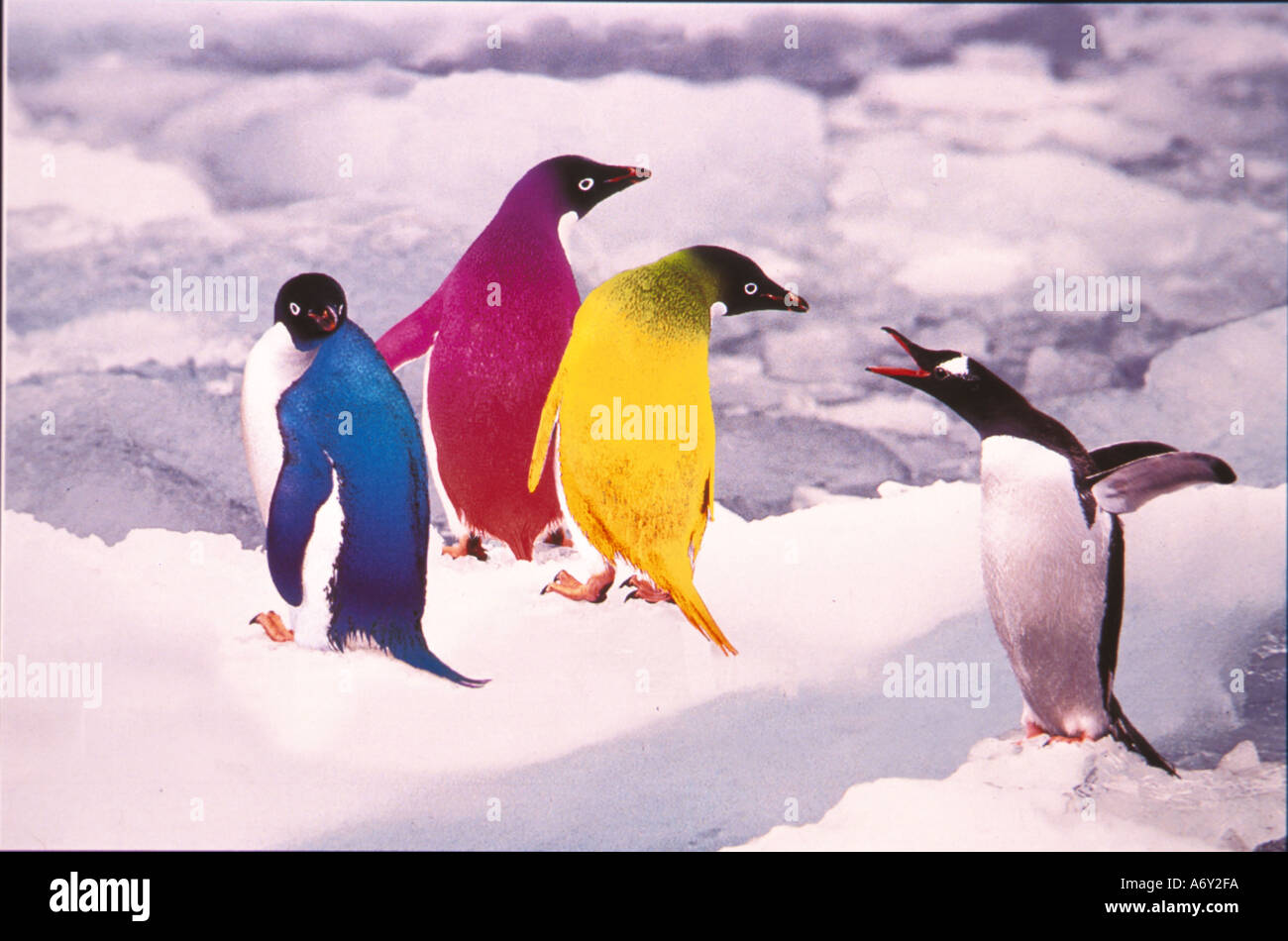 Colored Penguins on Icebergs Digital Composite Stock Photo - Alamy