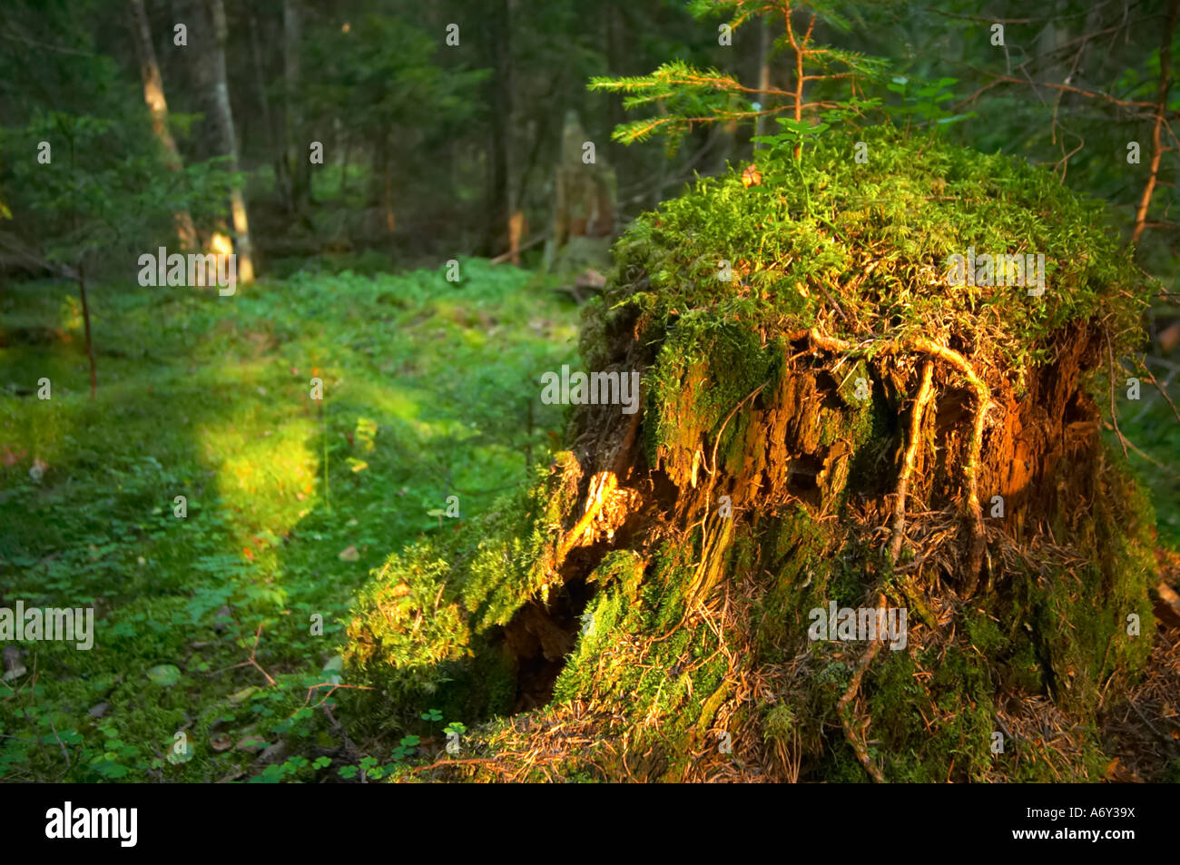 Tree overgrown moss forest hi-res stock photography and images - Alamy