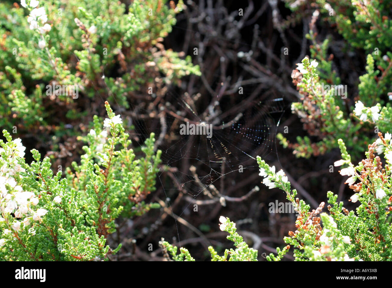 Heather. Calluna Vulgaris - Spring Cream Stock Photo - Alamy