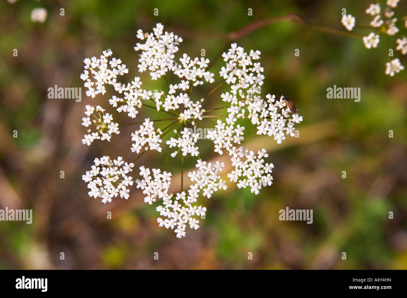 Cow parsley Anthriscus Sylvestris Smaland region. Sweden, Europe. Stock Photo