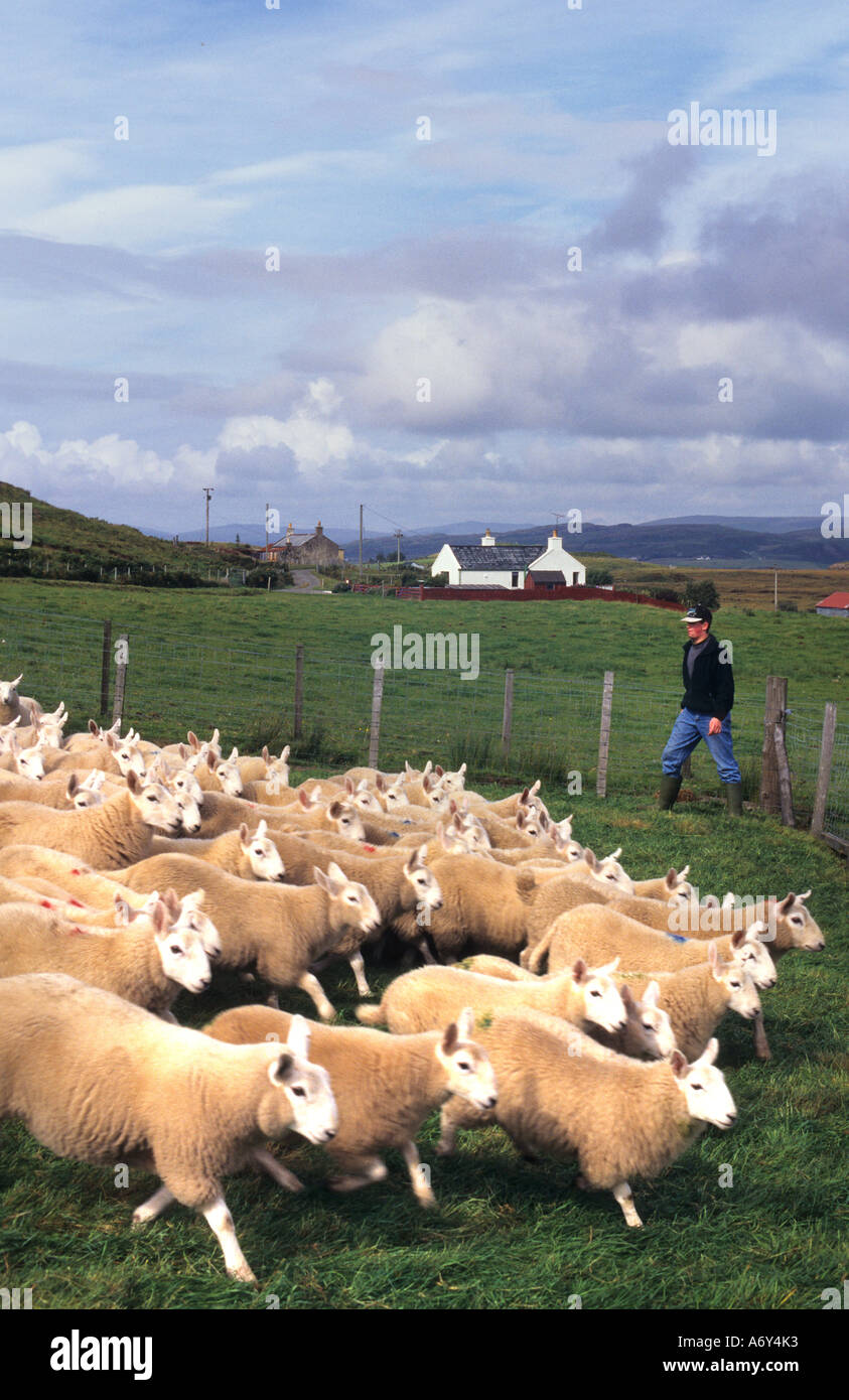 Highlands Scottish Scotland sheep farmer farm man Stock Photo