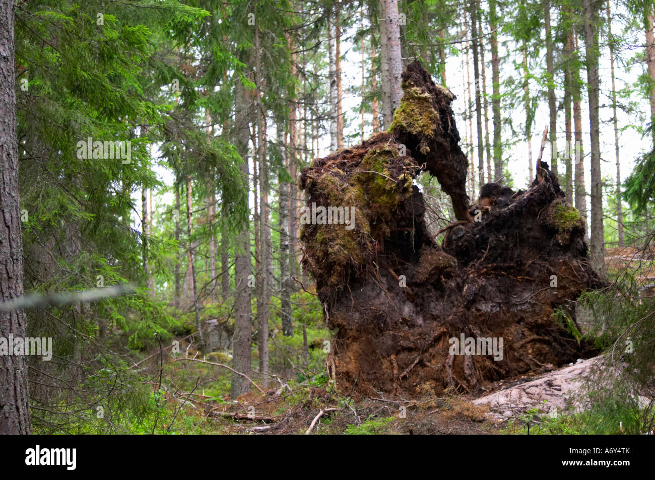 Pine tree roots from a tree in a forest felled by strong storm winds. Smaland region. Sweden, Europe. Stock Photo