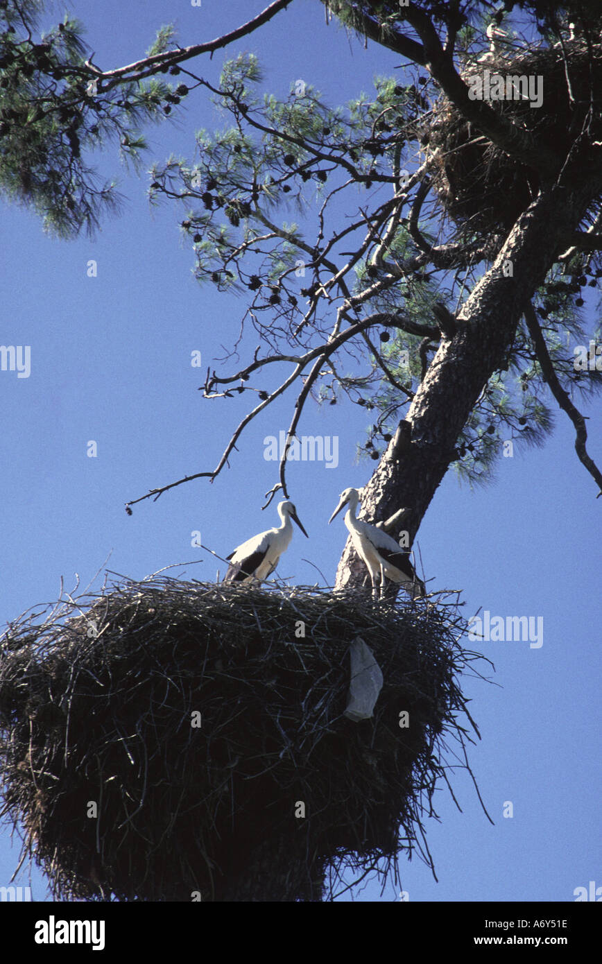 Turkey, Bay of Fethiye. Stork nest in tree between Dalyan and Dalaman. Hundreds of nests in the area Stock Photo