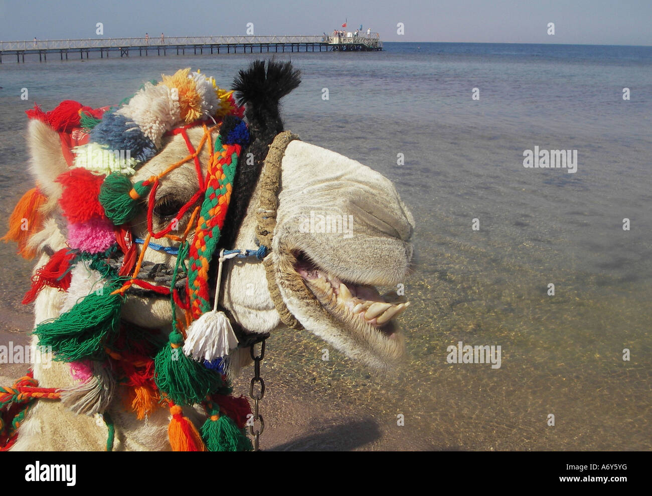 Camel by the Red Sea, Sharm el Sheikh, Egypt Stock Photo