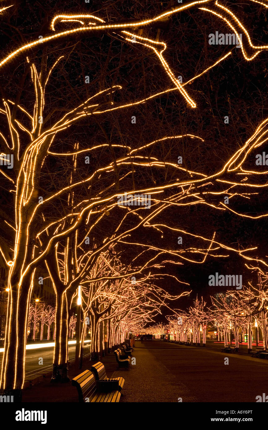 Trees with strands of Christmas lights Stock Photo