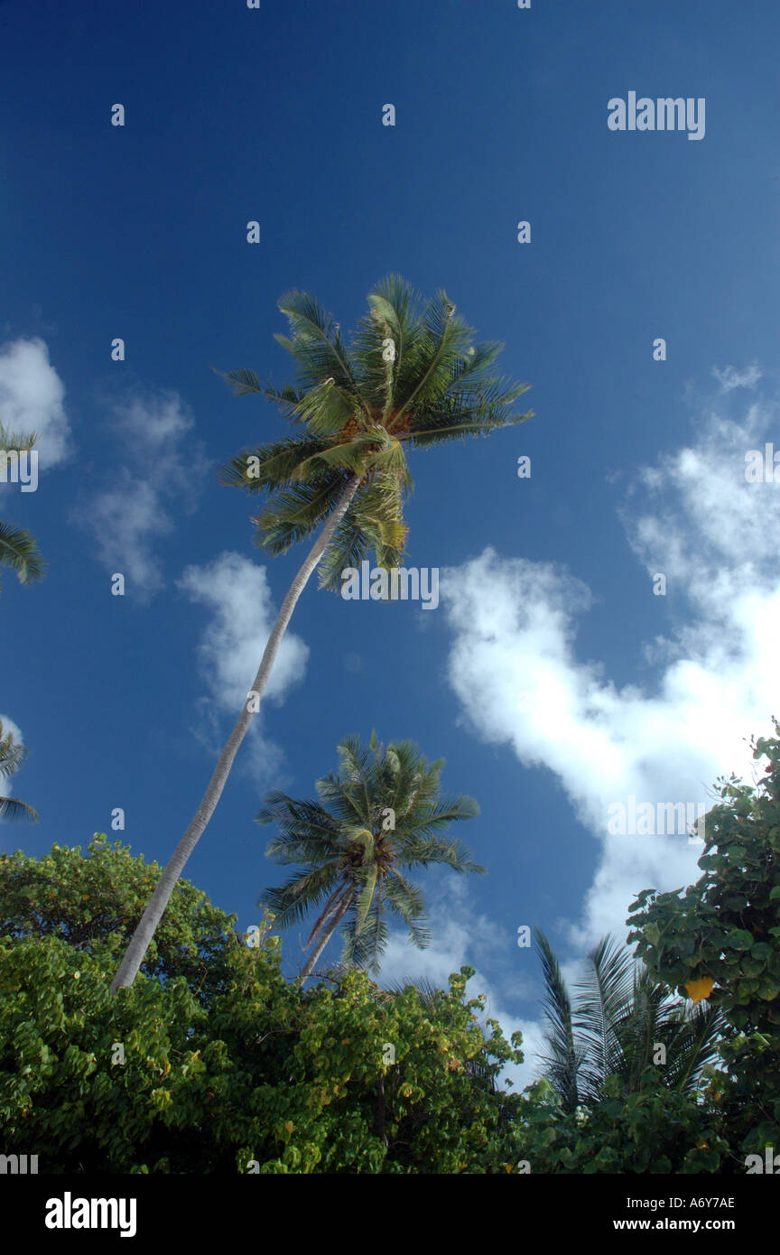 Coconut palms in Maldives Stock Photo