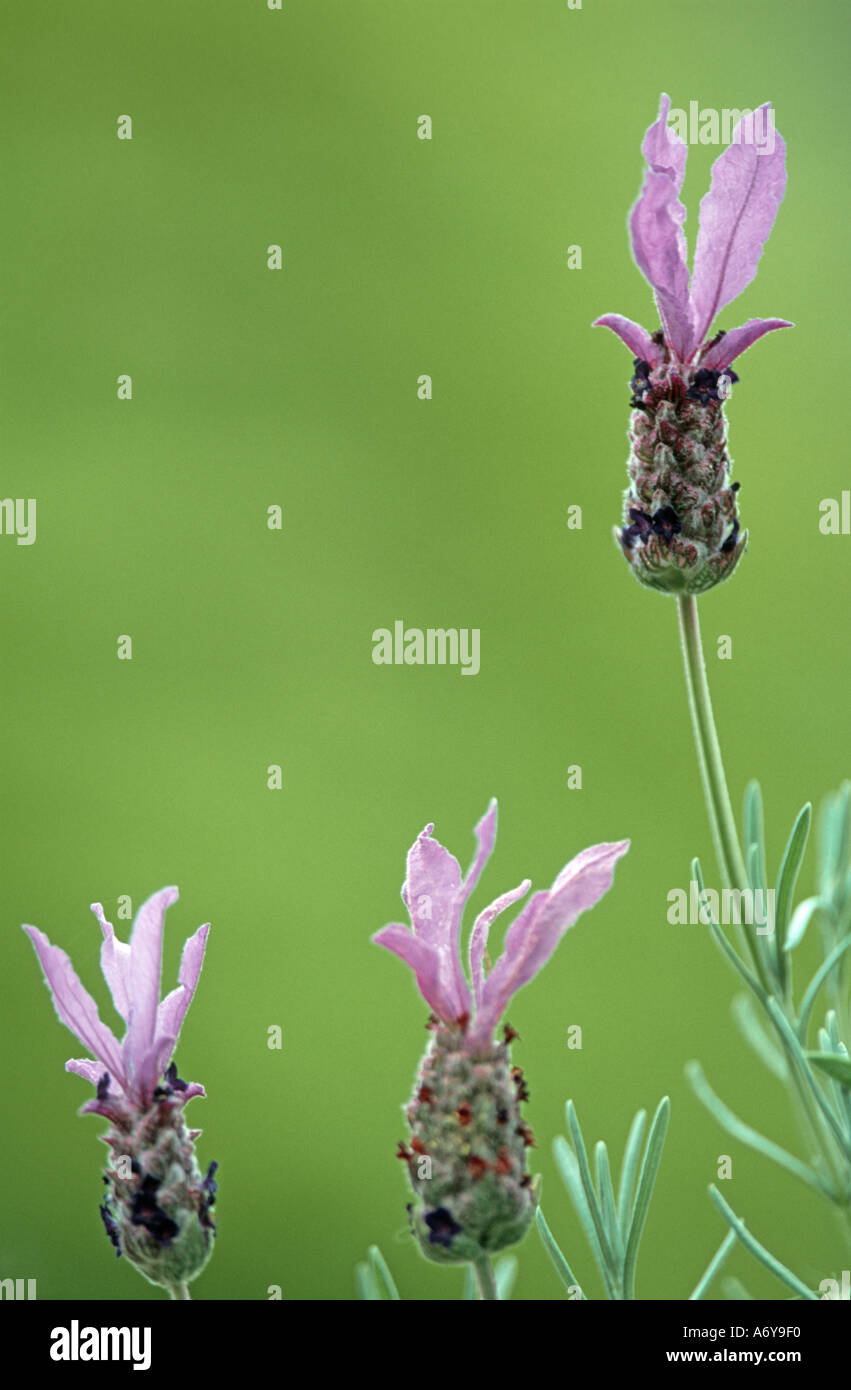 Three "French Lavender" flower heads Stock Photo Alamy