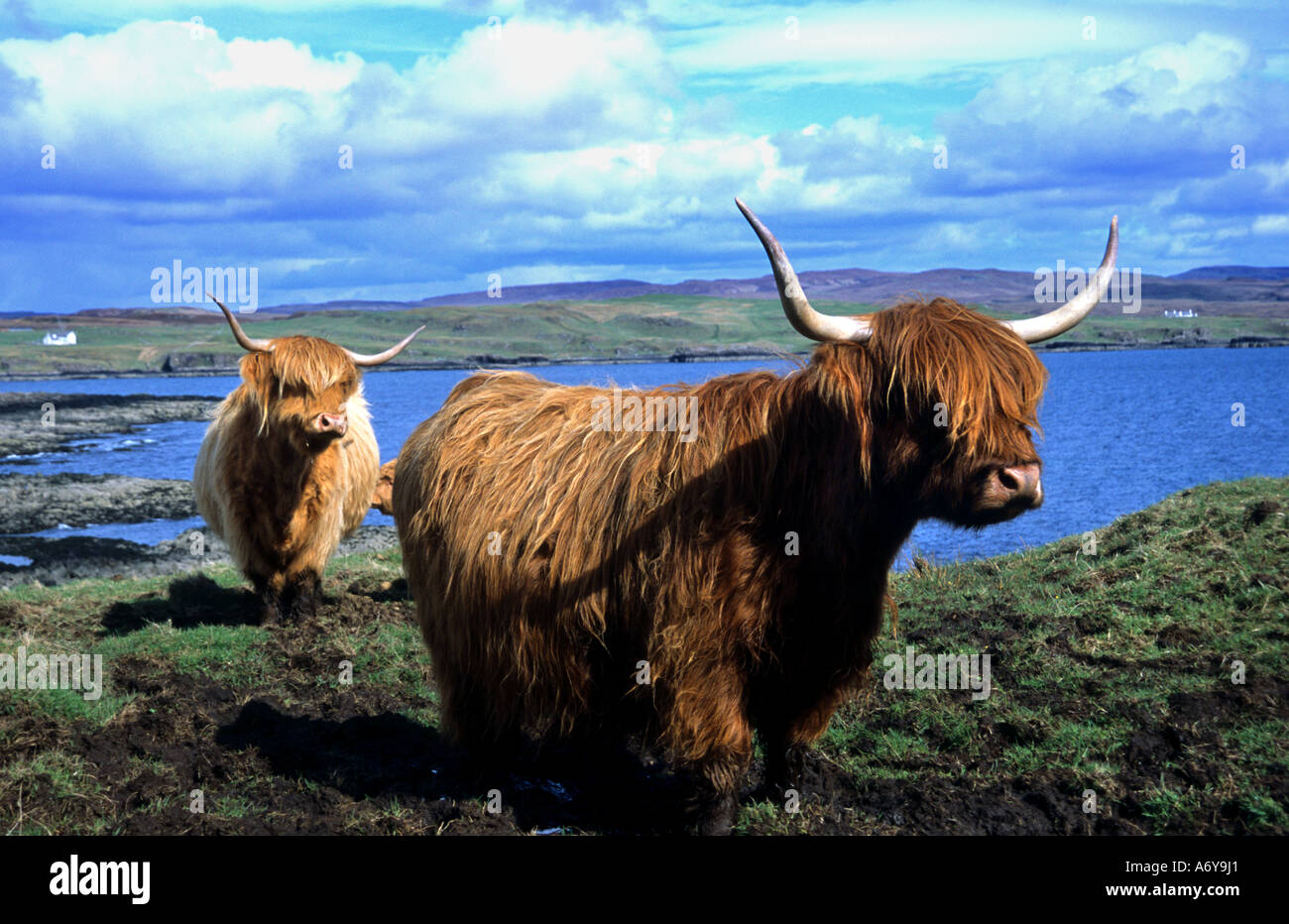 Scotland Highlands Long Haired Red Horns Skye cow Stock Photo