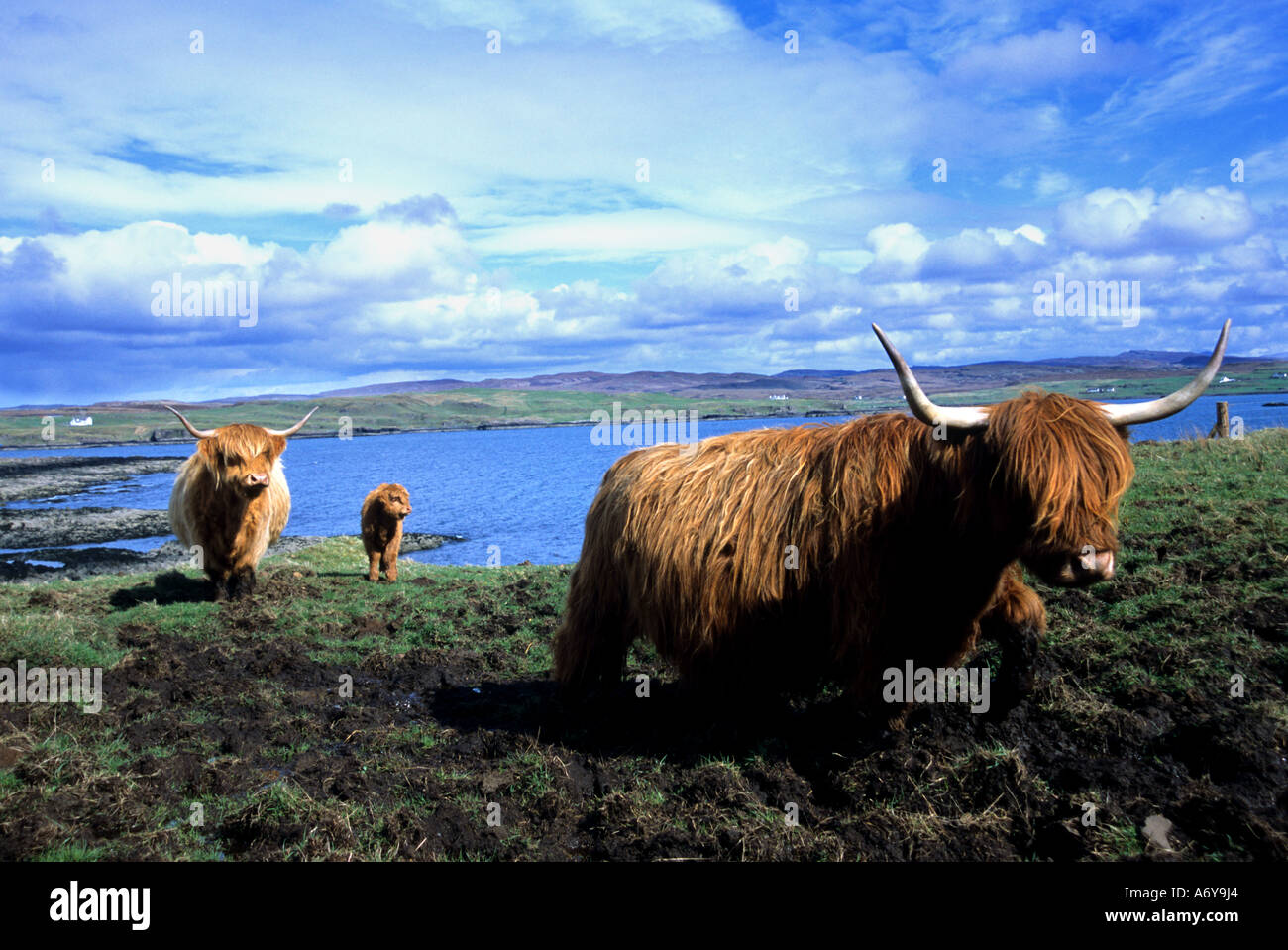 Scotland Highlands Long Haired Red Horns Skye Cow Stock Photo