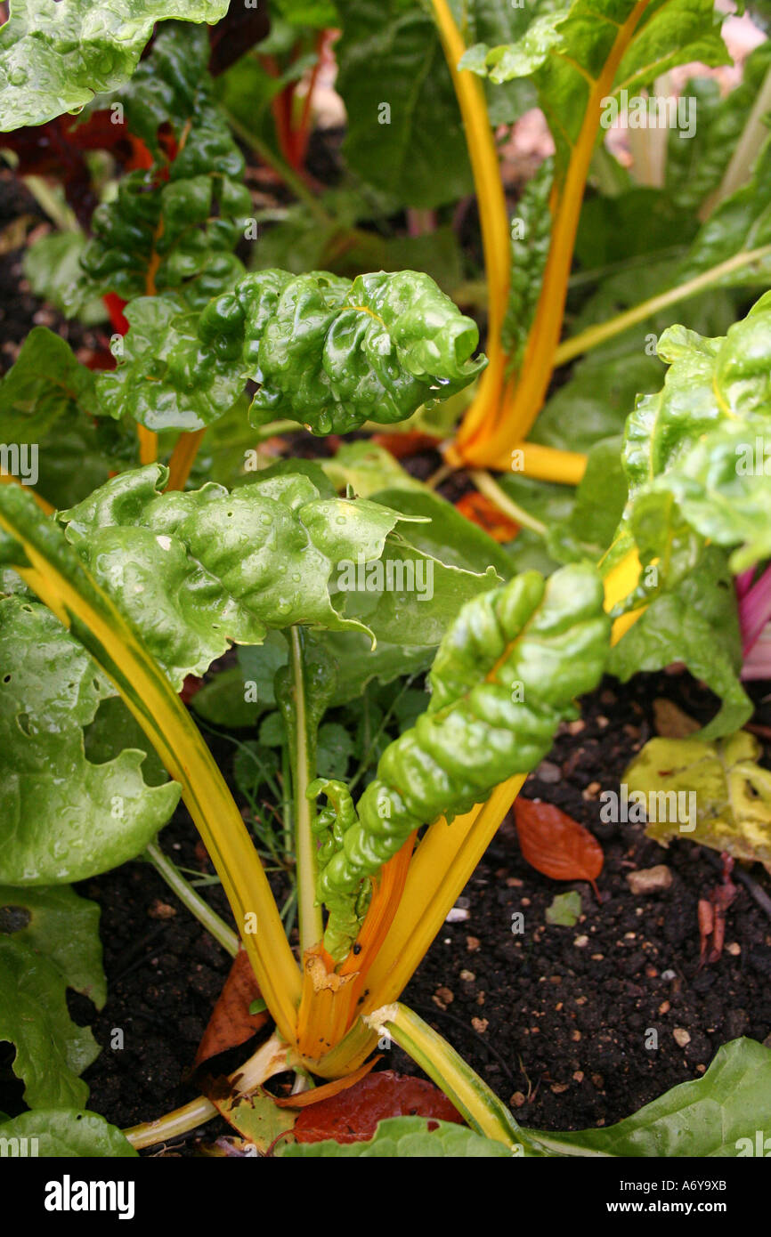 Leaf Beet (Beta vulgaris) Bright Lights Stock Photo Alamy