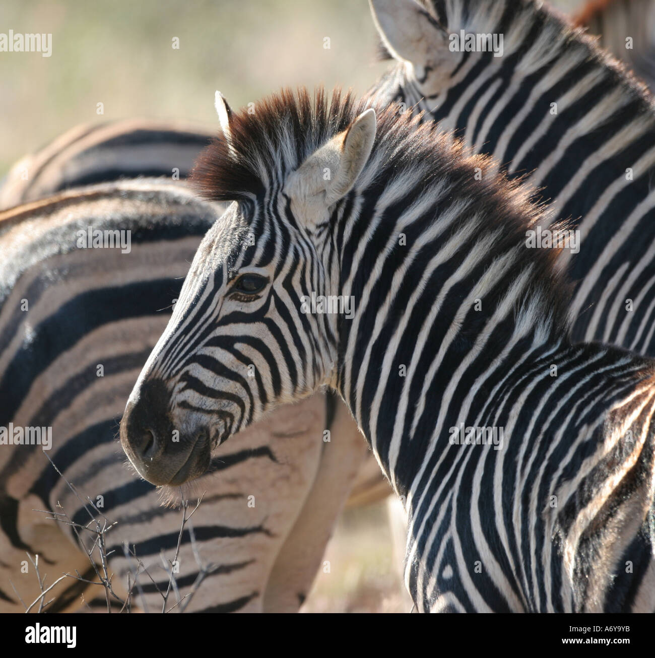 Young Zebra in small herd Stock Photo