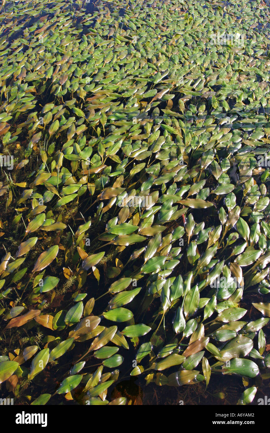 Potamogeton covering a pond Stock Photo