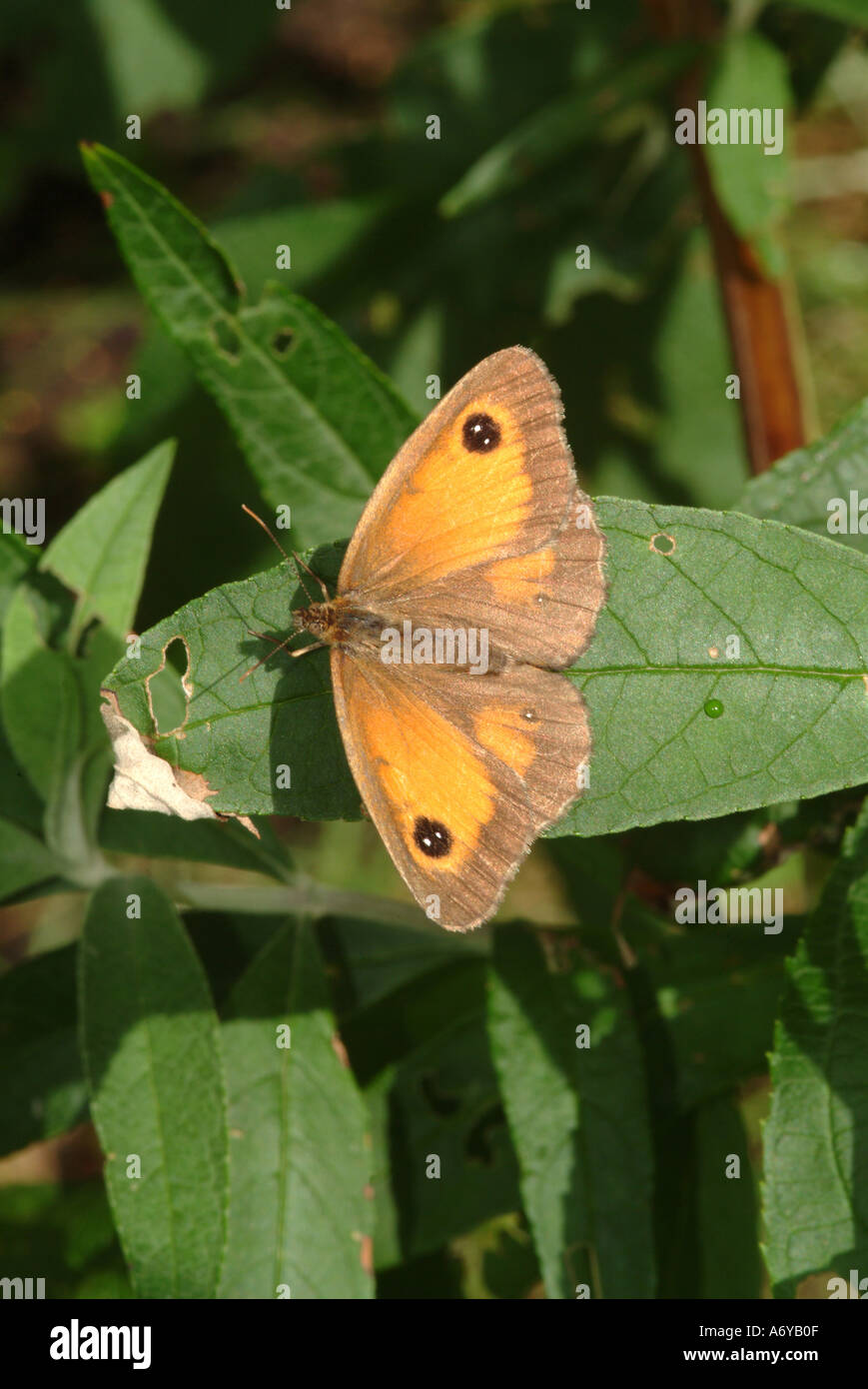 Gatekeeper Butterfly on Buddleja Leaf in a Cheshire Garden England United Kingdom UK Stock Photo