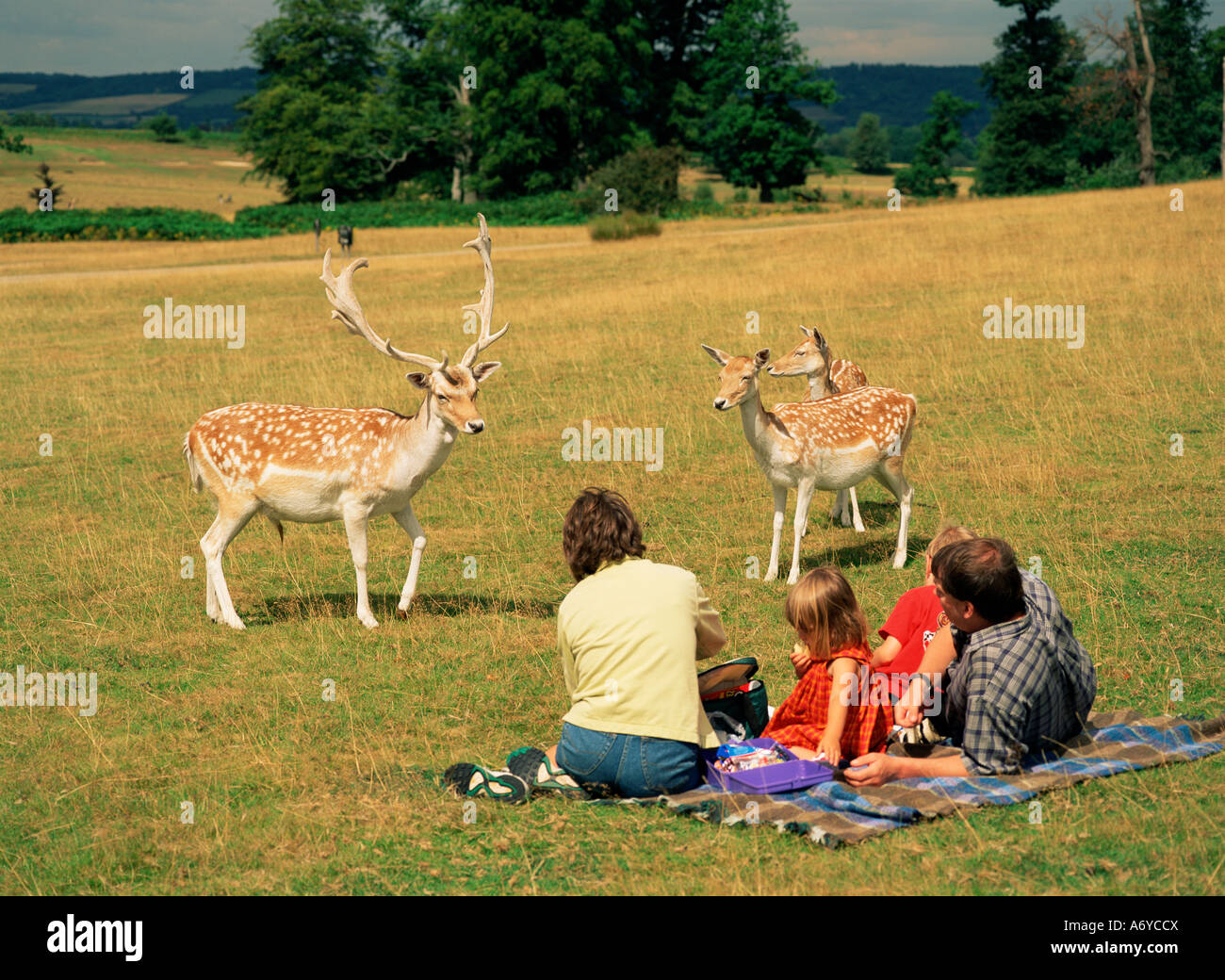 Deer family picnic knole house hires stock photography and images Alamy