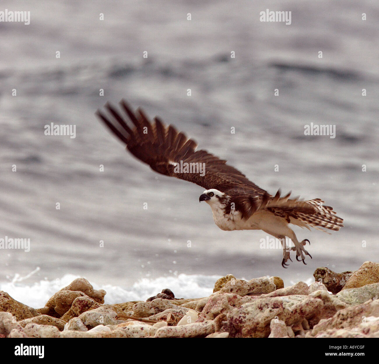 Osprey or fishing eagle taking flight Stock Photo