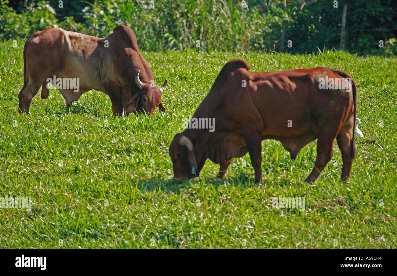 Brahmin bulls grazing Stock Photo