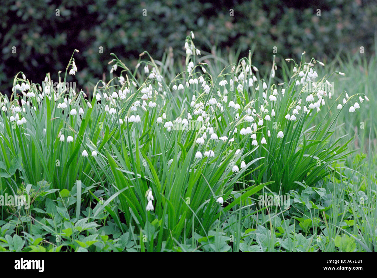 Leucojum Vernum