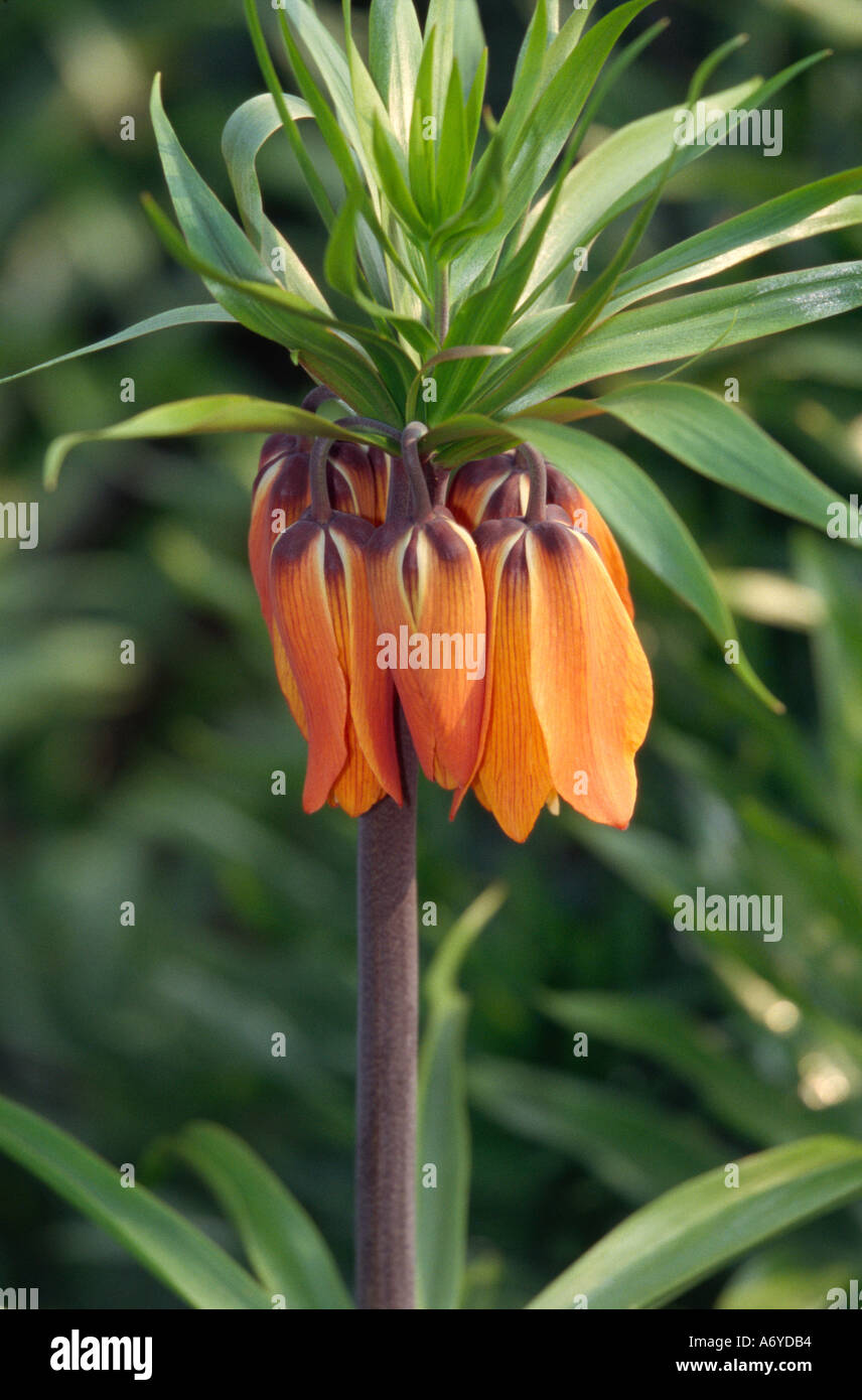 Crown Imperial Lily, Fritillaria imperialis Stock Photo