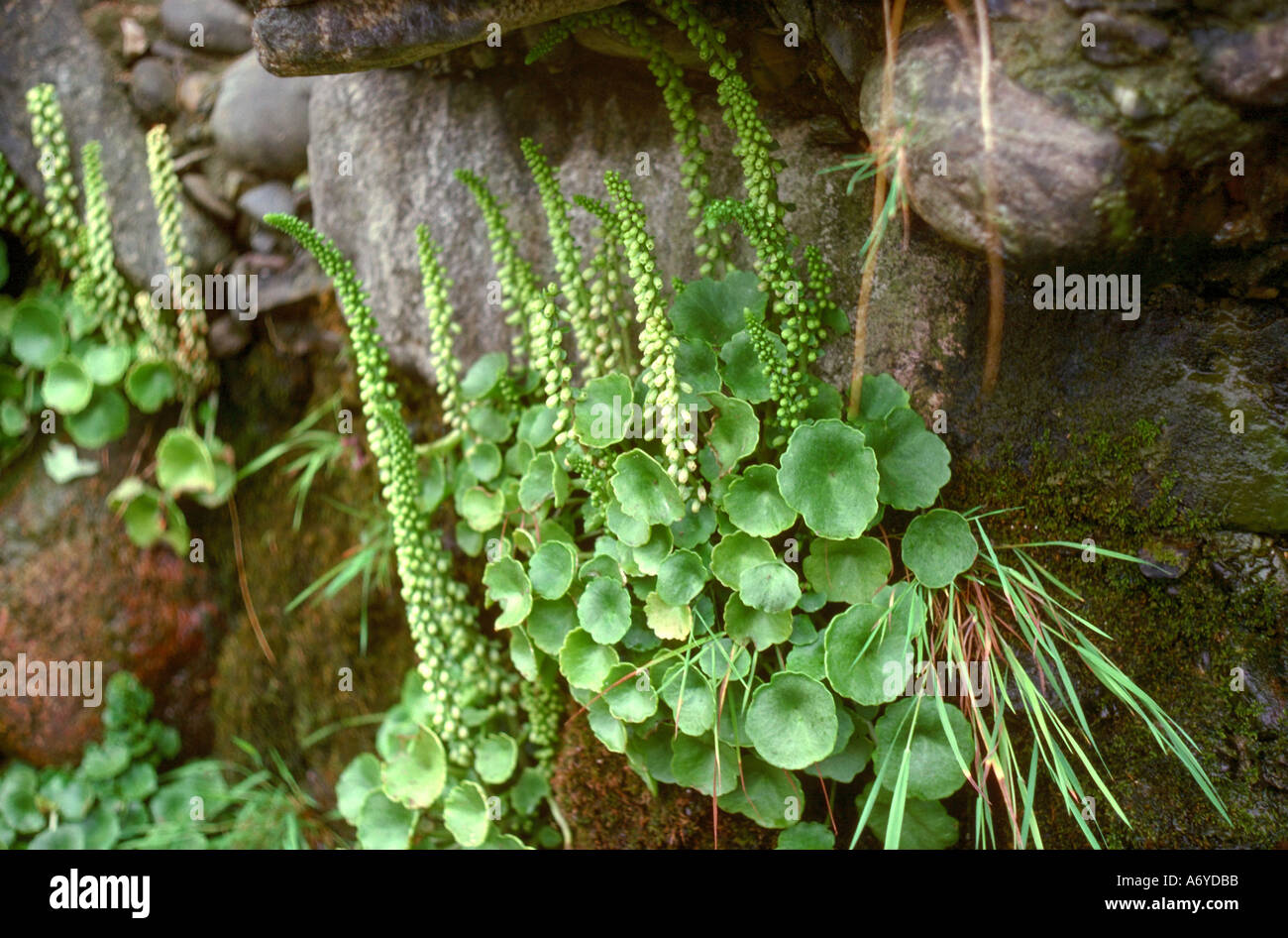 Wall Pennywort, Umbilicus rupestris, Crassulaceae. Aka Navelwort and Penny Pies. Stock Photo