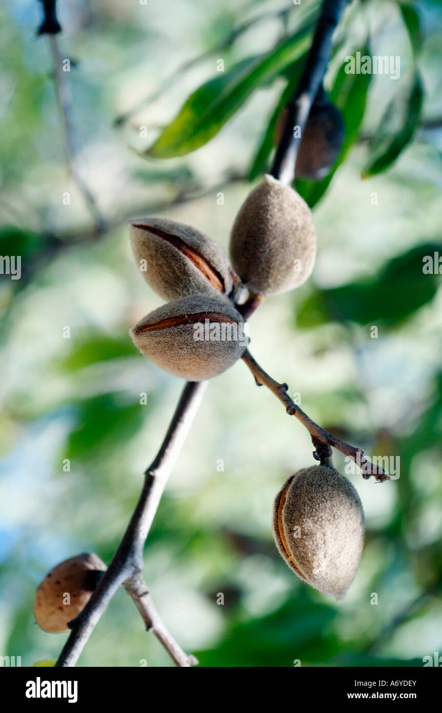 Nuts growing on a tree Stock Photo Alamy