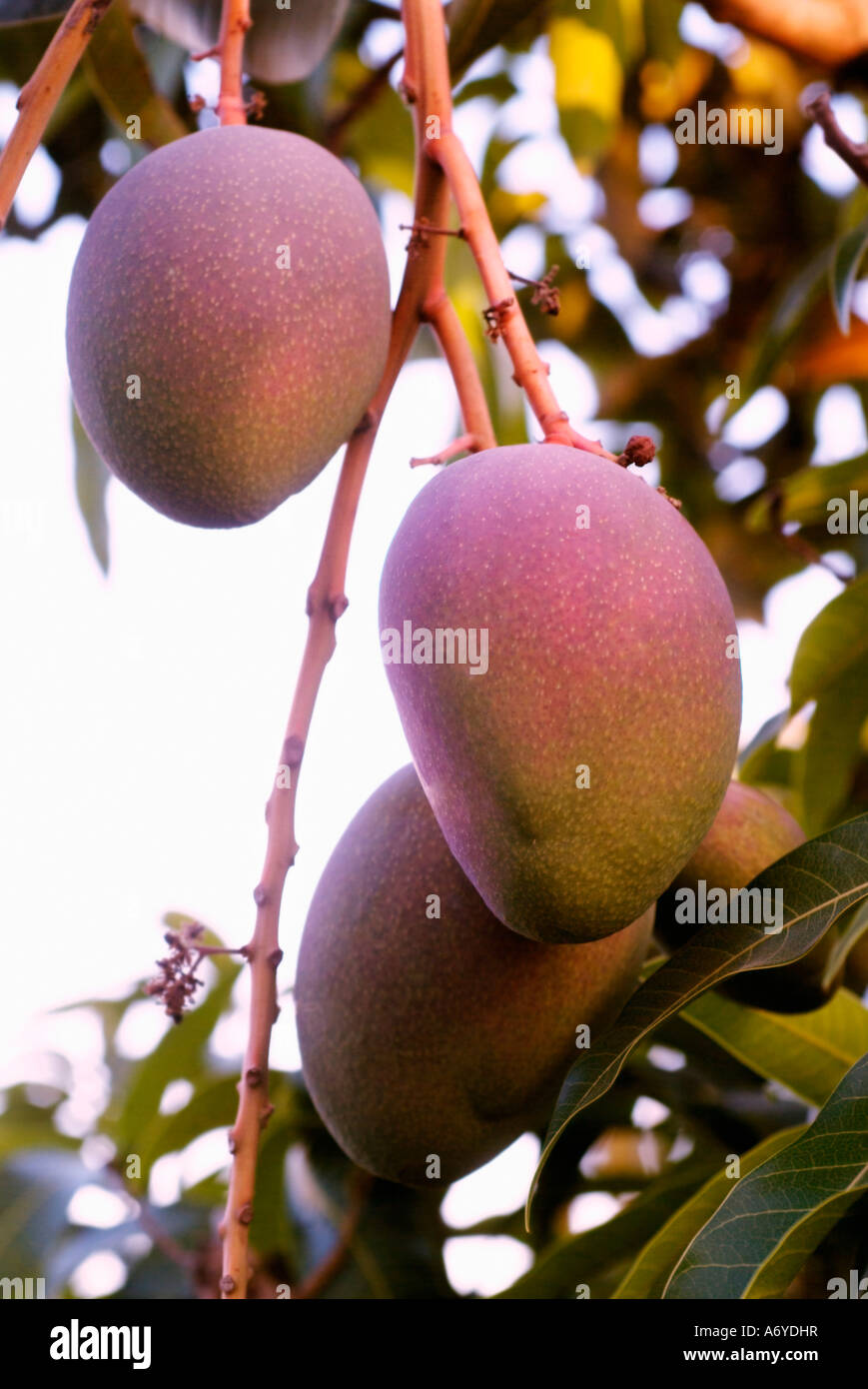 Mangos growing on a tree Stock Photo Alamy